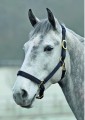 Topaz Nylon Headcollar